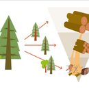 Vorschaubild zu Energie aus heimischem Holz könnte in Österreich deutlich mehr genutzt werden