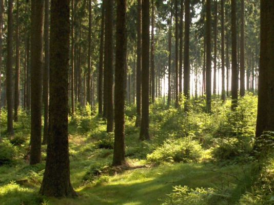 LK Österreich: Holz ist wertvoller Aktivposten unseres Außenhandels