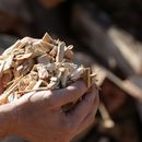 Regionale Biomassehöfe - gemeinsam stark
