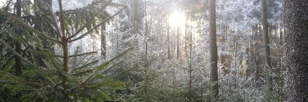 Headerbild: Winterwald-Anflug-slider_01.jpg