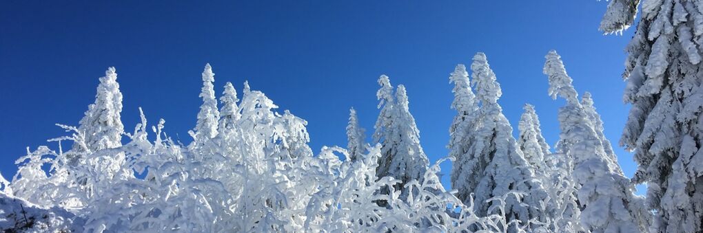 Headerbild: Winterwald_slide.jpg